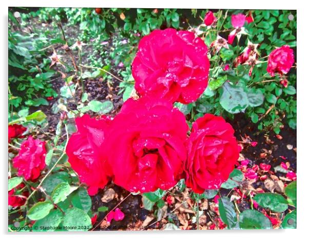 Red roses Acrylic by Stephanie Moore