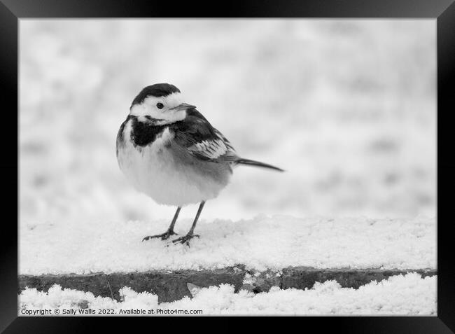 pied wagtail in the snow Framed Print by Sally Wallis