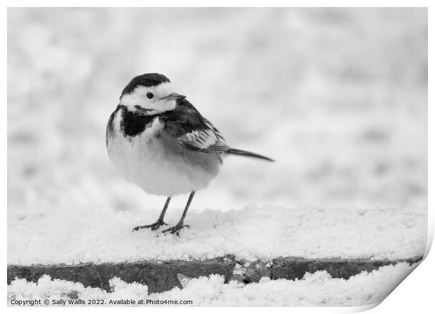 pied wagtail in the snow Print by Sally Wallis