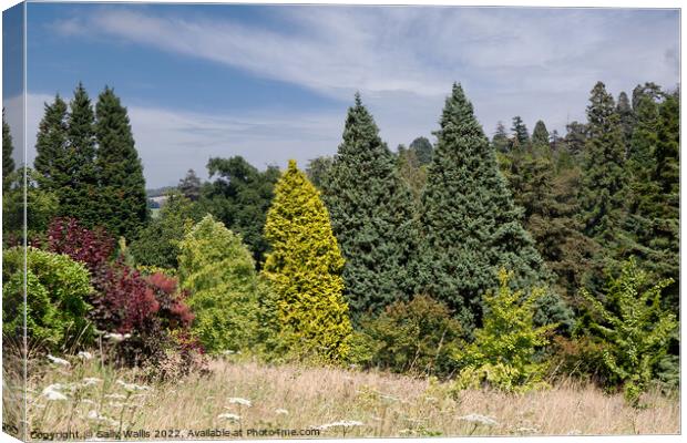 Contrasting conifers Canvas Print by Sally Wallis