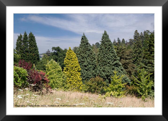 Contrasting conifers Framed Mounted Print by Sally Wallis