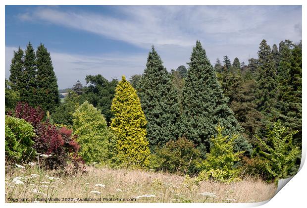 Contrasting conifers Print by Sally Wallis