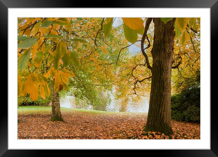Autumn coloured trees Framed Mounted Print by Sally Wallis