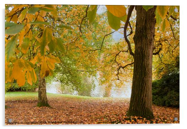 Autumn coloured trees Acrylic by Sally Wallis
