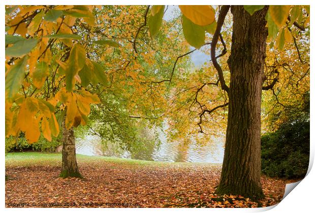 Autumn coloured trees Print by Sally Wallis
