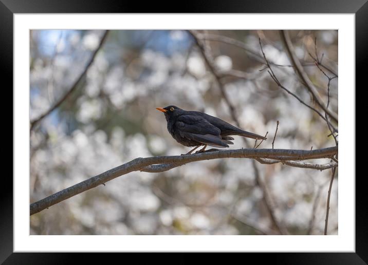 Eurasian Blackbird On Branch Framed Mounted Print by Artur Bogacki