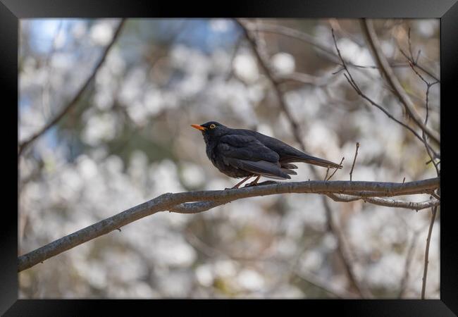 Eurasian Blackbird On Branch Framed Print by Artur Bogacki