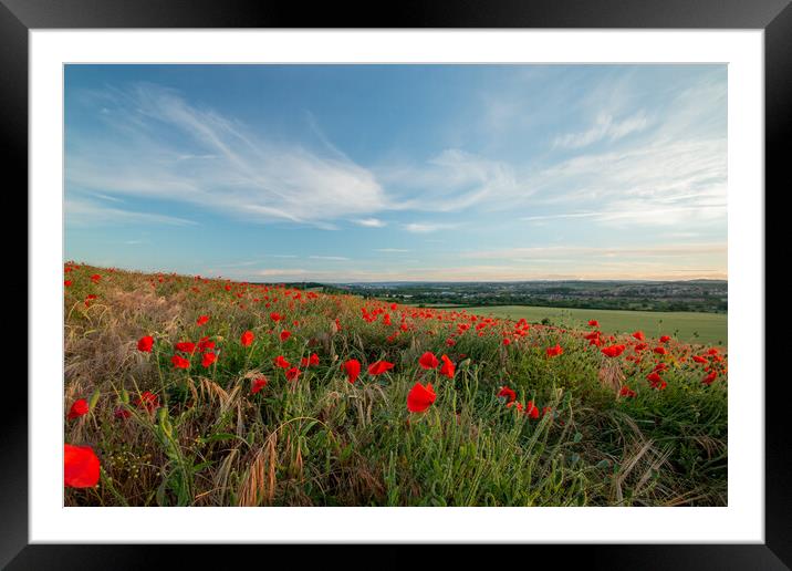 Yorkshire Poppies Framed Mounted Print by J Biggadike
