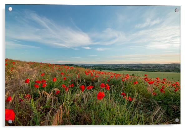 Yorkshire Poppies Acrylic by J Biggadike