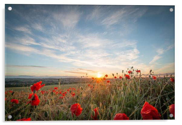 Poppy Sunset Acrylic by J Biggadike