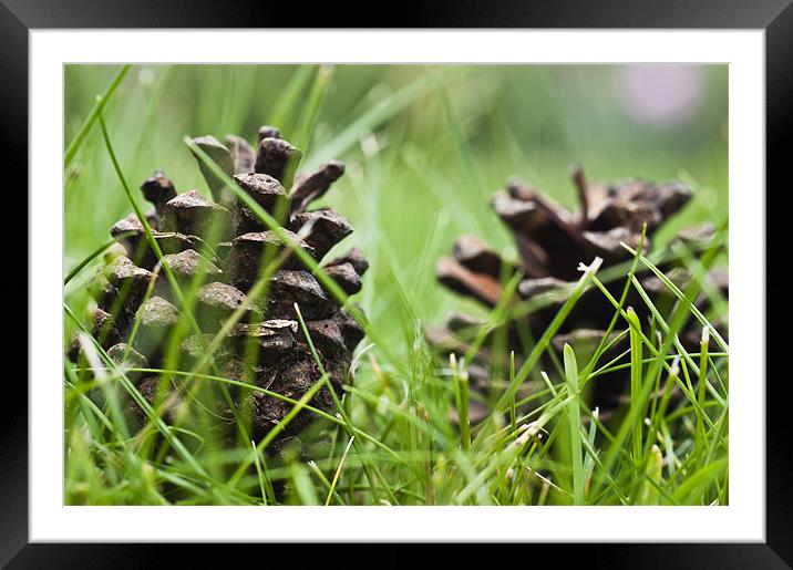 Fir cones in grass Framed Mounted Print by Steve Purnell