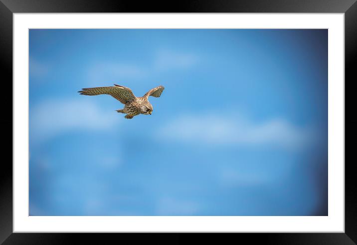 On the hunt Framed Mounted Print by David Martin