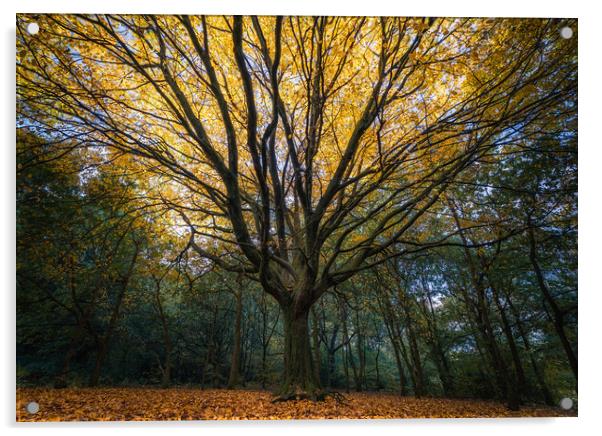 Autumn Tree Acrylic by Rob Pitt