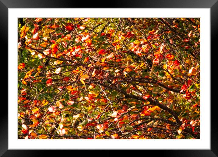 Autumnal Trees Framed Mounted Print by Glen Allen