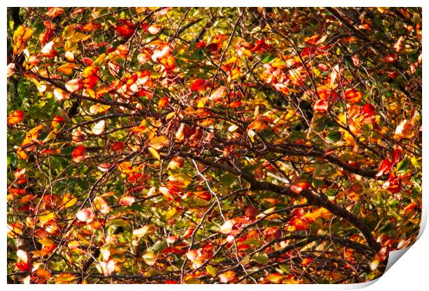 Autumnal Trees Print by Glen Allen