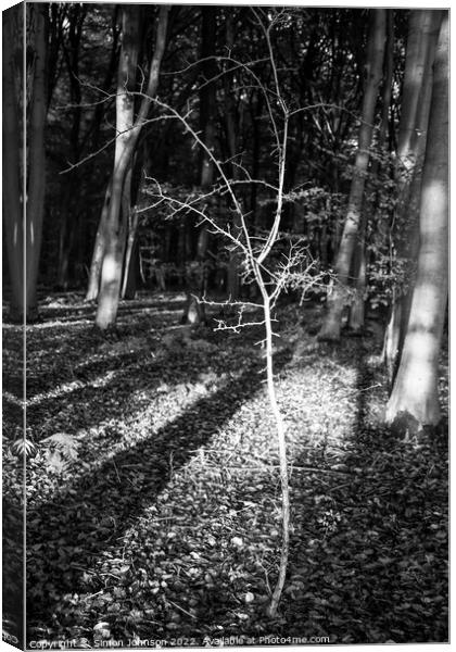 woodland light Canvas Print by Simon Johnson
