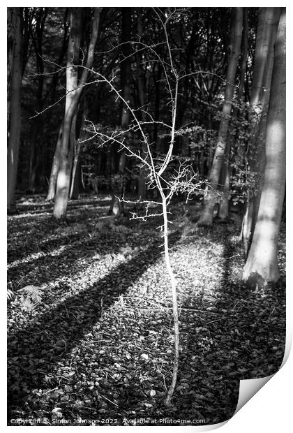 woodland light Print by Simon Johnson