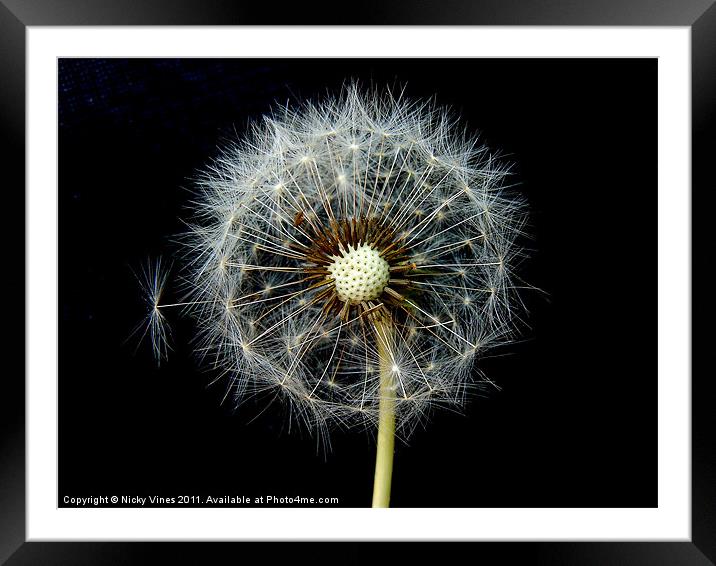 Dandelion Puff Framed Mounted Print by Nicky Vines