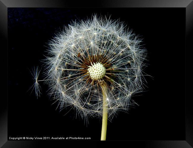 Dandelion Puff Framed Print by Nicky Vines