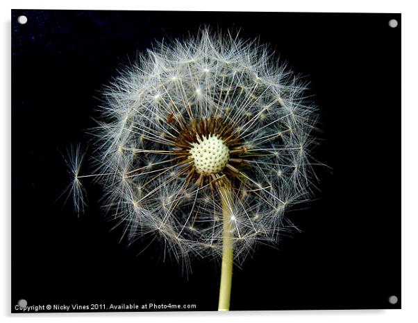 Dandelion Puff Acrylic by Nicky Vines
