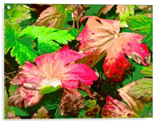 Colourful leaves Acrylic by Stephanie Moore