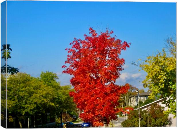 Brilliant Maple Canvas Print by Stephanie Moore