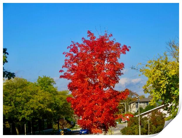Brilliant Maple Print by Stephanie Moore