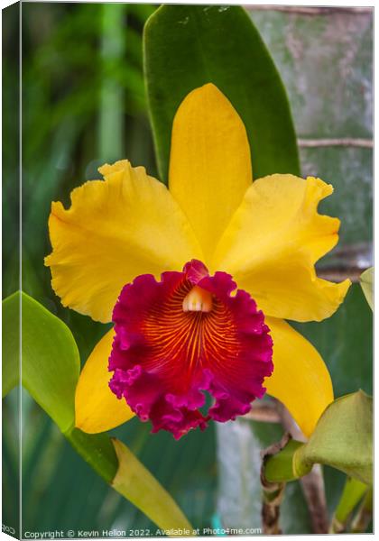 Red and yellow orchid flower Canvas Print by Kevin Hellon