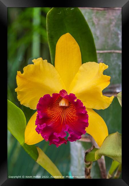 Red and yellow orchid flower Framed Print by Kevin Hellon