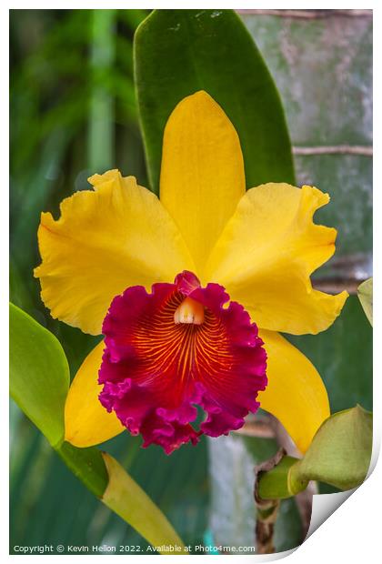 Red and yellow orchid flower Print by Kevin Hellon