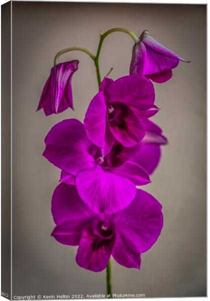 Purple orchid flower Canvas Print by Kevin Hellon