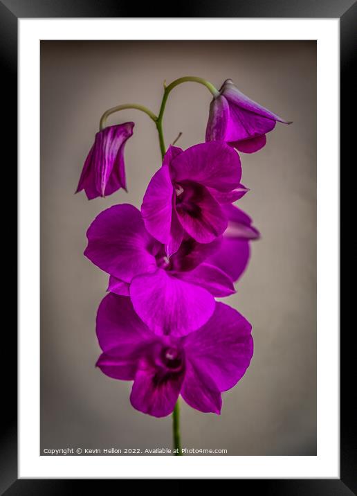 Purple orchid flower Framed Mounted Print by Kevin Hellon