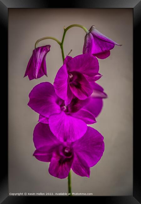 Purple orchid flower Framed Print by Kevin Hellon