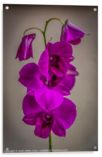 Purple orchid flower Acrylic by Kevin Hellon