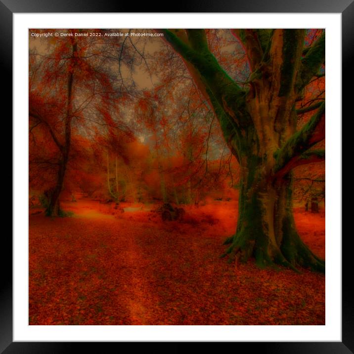 Autumn Forest Scene Framed Mounted Print by Derek Daniel