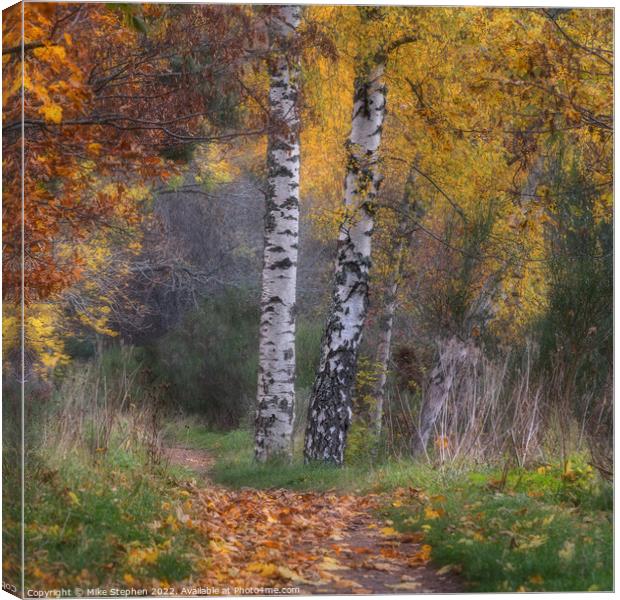 Silver Birch Canvas Print by Mike Stephen