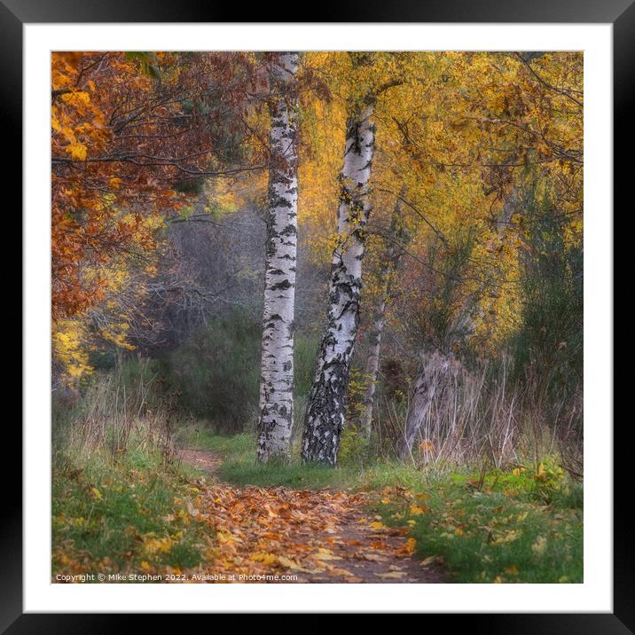 Silver Birch Framed Mounted Print by Mike Stephen