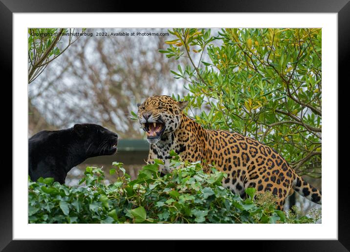 The Fierce and Romantic Jaguar Mating Ritual Framed Mounted Print by rawshutterbug 