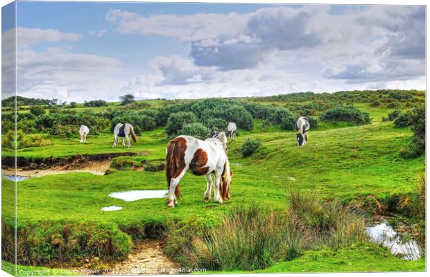 Ponies on Bodmin Moor Canvas Print by Diana Mower