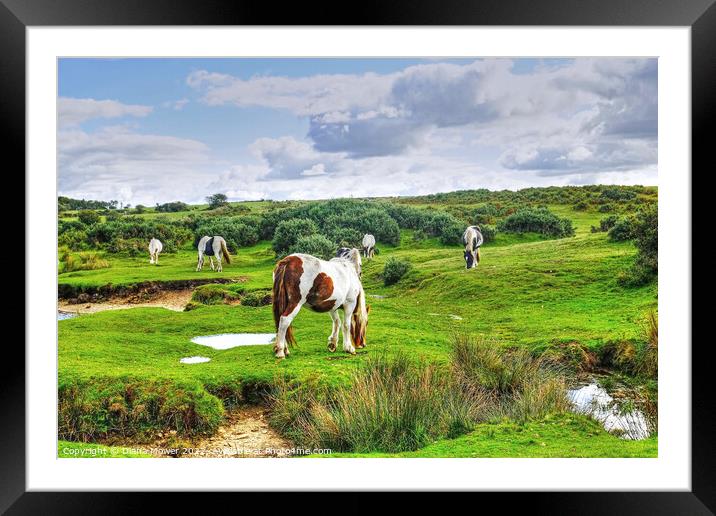 Ponies on Bodmin Moor Framed Mounted Print by Diana Mower