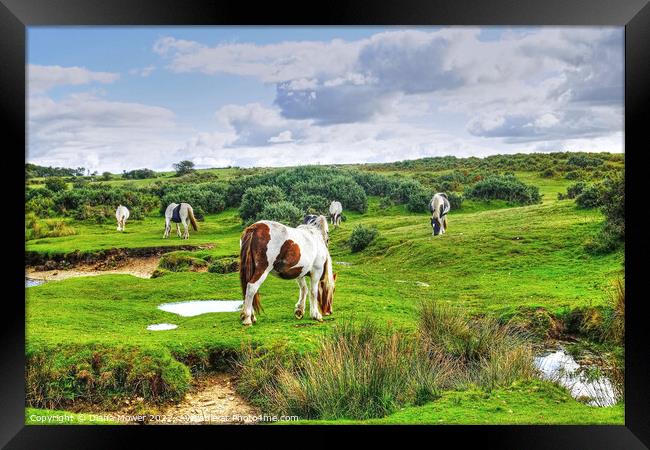 Ponies on Bodmin Moor Framed Print by Diana Mower