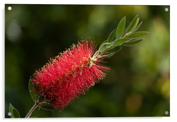 Callistemon Citrinus Red Bottlebrush Flower Acrylic by Artur Bogacki