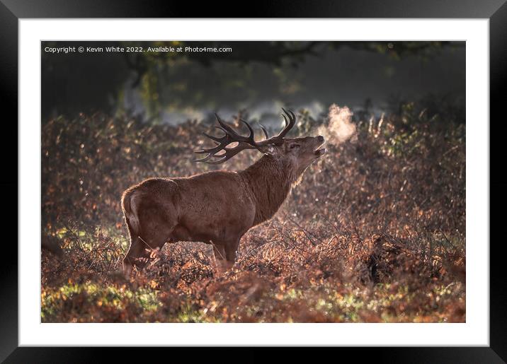 Red deer stag sniffing the air Framed Mounted Print by Kevin White