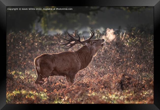 Red deer stag sniffing the air Framed Print by Kevin White