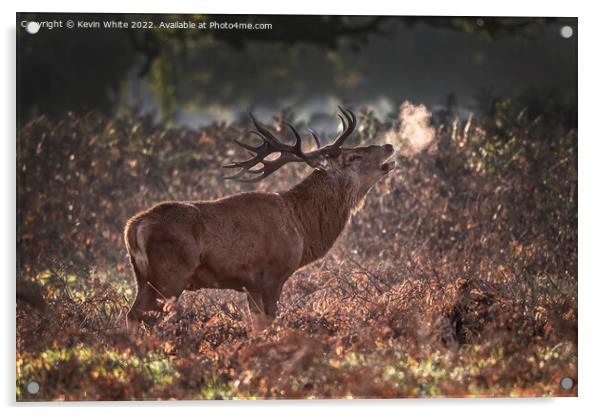 Red deer stag sniffing the air Acrylic by Kevin White
