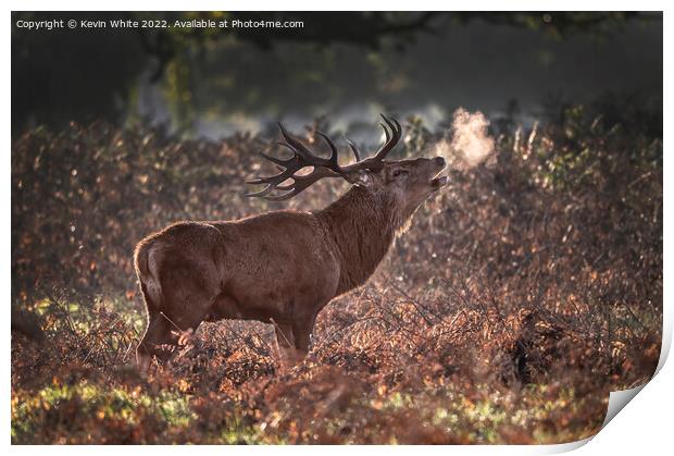 Red deer stag sniffing the air Print by Kevin White