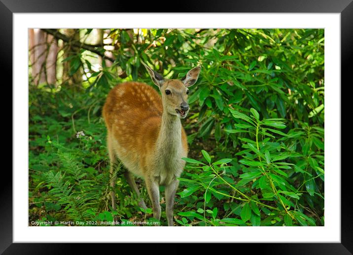 Cheeky Fallow Deer Framed Mounted Print by Martin Day