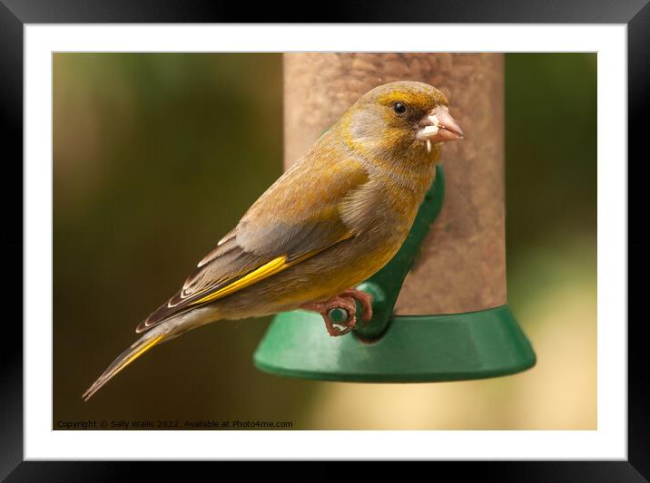 Greenfinch with seeds in his mouth Framed Mounted Print by Sally Wallis