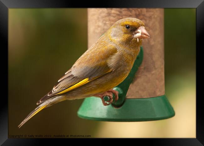 Greenfinch with seeds in his mouth Framed Print by Sally Wallis