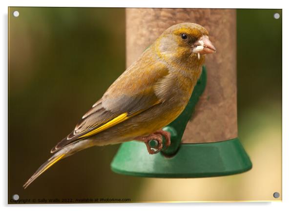 Greenfinch with seeds in his mouth Acrylic by Sally Wallis